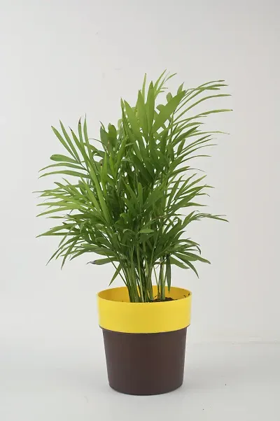 Trendy Plant & Planters 