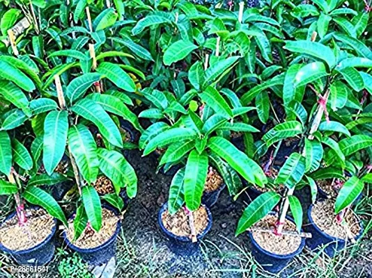 Platone Mango Plant Gardens Thailand Mango Tree Plant-thumb0