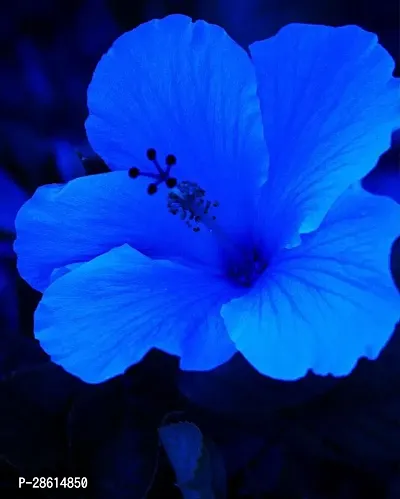 Platone Hibiscus Plant Rare Blue HibiscusNil Joba Live PlantV-3-thumb0