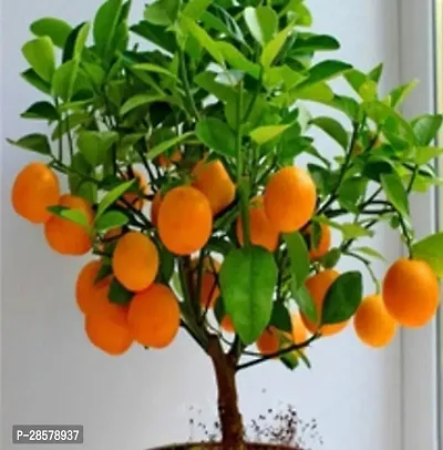 Platone Orange Plant ORANGE PLANT ( DHANTARI )-thumb0