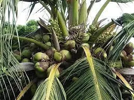 Platone Coconut Plant HYBRID COCONUT 4422-thumb1