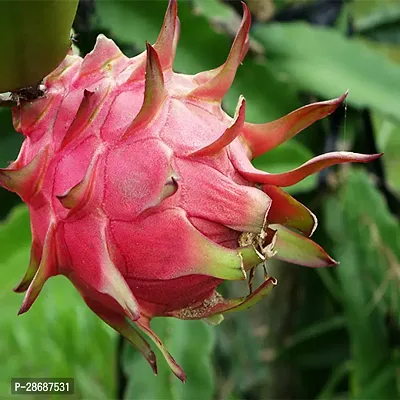 Platone Dragon Tree Red dragon fruit plant-thumb0