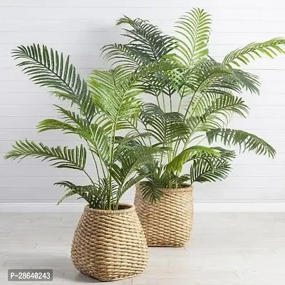 Platone Areca Palm Areca Palm (03)