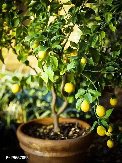 Platone Lemon Plant Lemon Plant 138