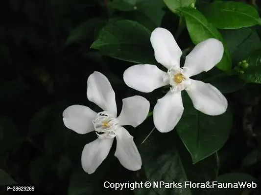 Platone Night Bloom Jasmine Plant Gardens Rare Sri Lankan Jasmine Plant White color 1 Healthy Live Plant With Plastic Bag-thumb0