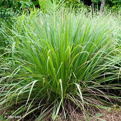 Platone Lemon Grass Plant Paudhaant_545-thumb0