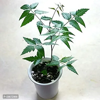 Platone Neem Plant Neem Plant-thumb0