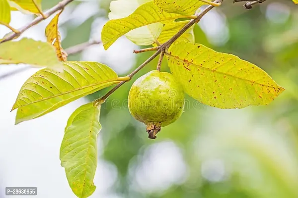 Platone Guava Plant Guava plant85