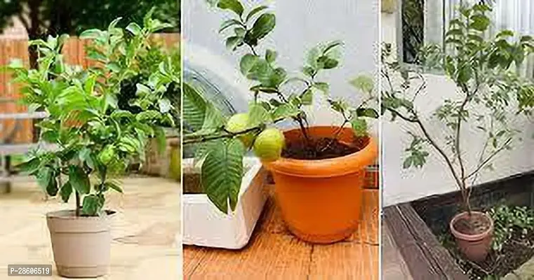 Platone Guava Plant GUAVA PLANT UUU9-thumb0
