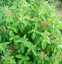 Platone Tulsi Plant Tulsi 201-thumb1