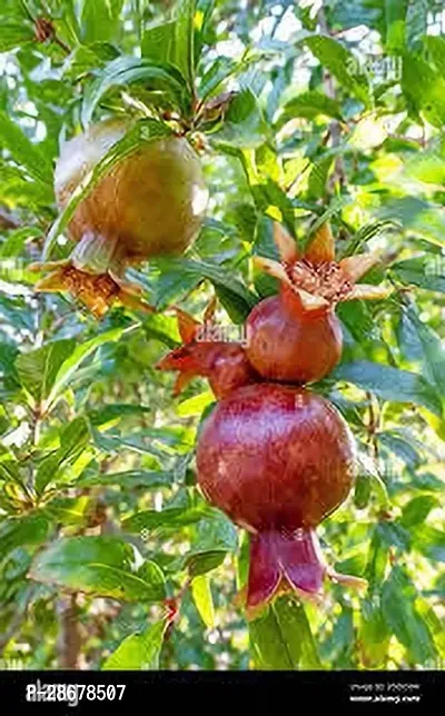 Platone Pomegranate Plant BEDANA PLANT TTR