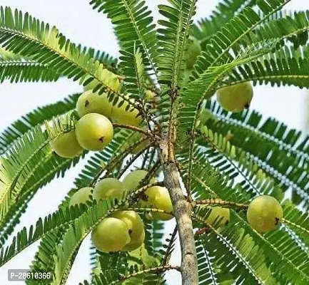 Platone Amla Plant Amla Plant-11-thumb0