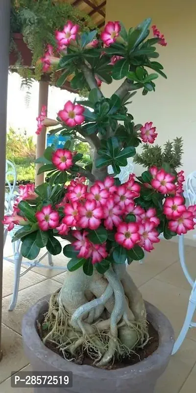 Platone Adenium Plant Adenium Plant1