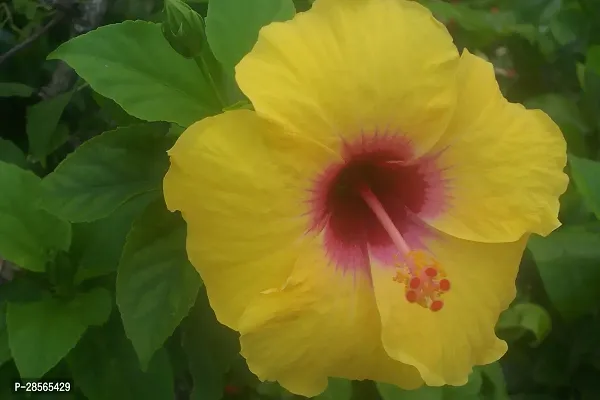 Platone Hibiscus Plant ht yellow hibiscus plant 10-thumb2