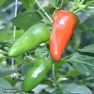 Platone MirchChilli Plant mirchi46-thumb0