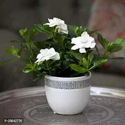 Platone Jasmine Plant HVLIVE_740-thumb0