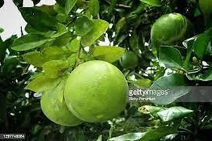 Platone Pomelo Plant POMELO PLANT-thumb1