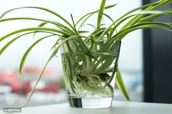 Platone Spider Plant SPIDER PLANT W22R