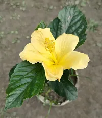 Platone Hibiscus Plant Hibiscus Australian yellow-thumb1