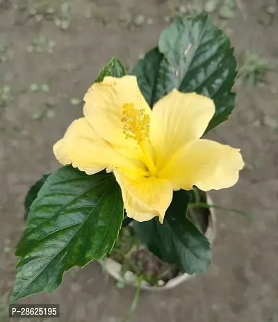 Platone Hibiscus Plant Hibiscus Australian yellow-thumb2