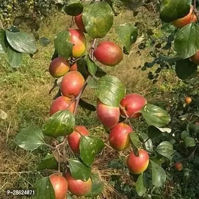 Platone Ber Apple Plant Indian Jujube Apple Ber ( Grafted ) Fruit Plants And Tree v9-thumb0