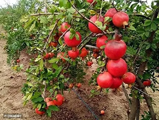 Platone Pomegranate Plant Coro-Imps-1025