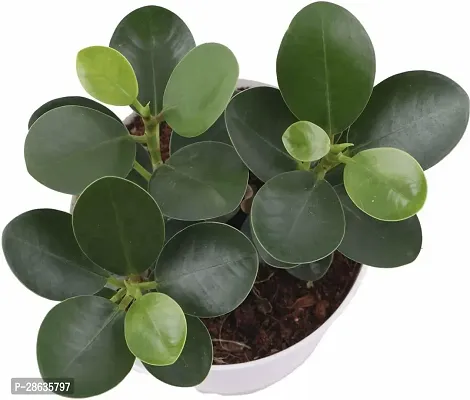 Platone Ficus Plant Ficus Plant