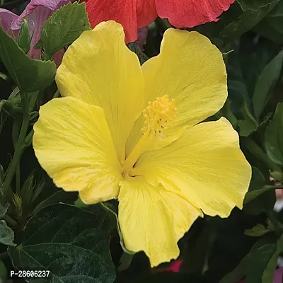 Platone Hibiscus Plant yellow hibiscus038