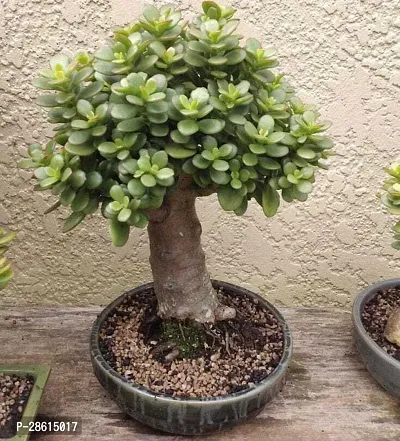 Platone Jade Plant JADE PLANT M3-thumb0