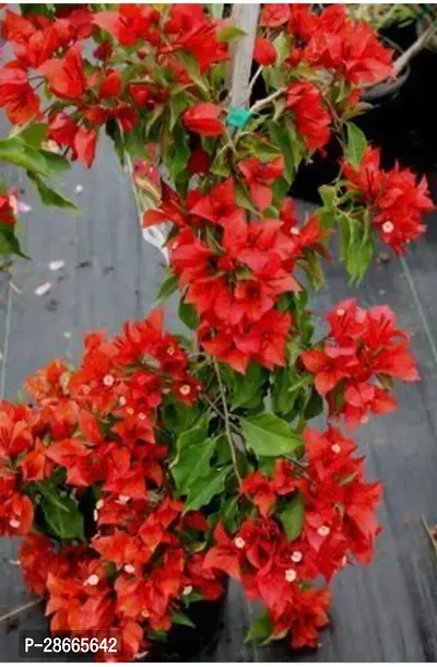 Platone Bougainvillea Plant RH249