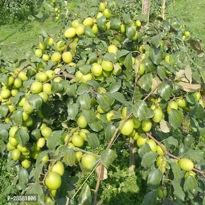 Platone Apple Plant aqpple bar green plant -q16