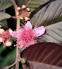 Platone Guava Plant Guava Plant ( Chile Guava Amrud Plant )-thumb1