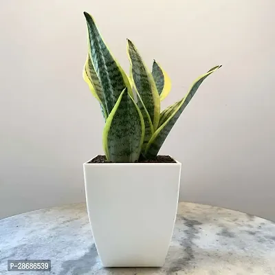 Platone Snake Plant Snake Plant (Medium)