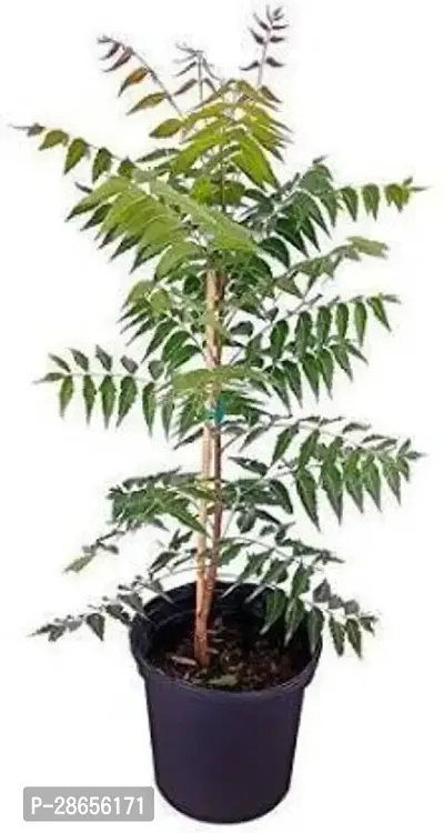 Platone Neem Plant Neem Live Plant-thumb0