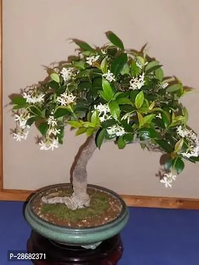 Platone Jasmine Plant bonsai Jasmine plant-thumb0