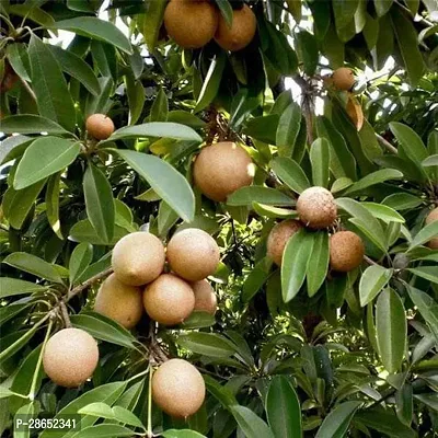 Platone Chiku Plant Chikoo, Sapota, Chiku Fruit (Grafted) - Plant