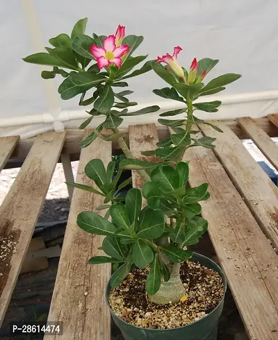 Platone Adenium Plant E-GRDN_49-thumb0