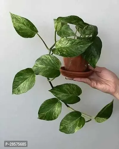 Platone Money Plant mum011-thumb0