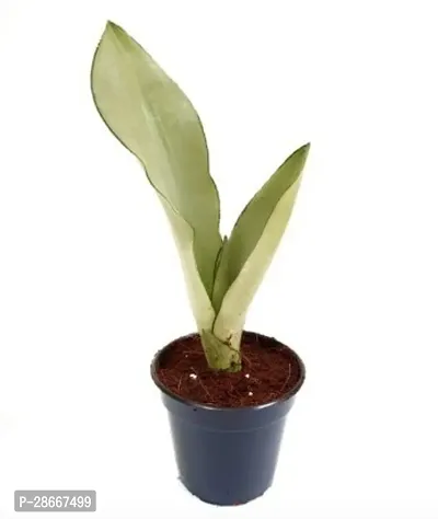 Platone Snake Plant Snake Plant Moonshine-thumb0