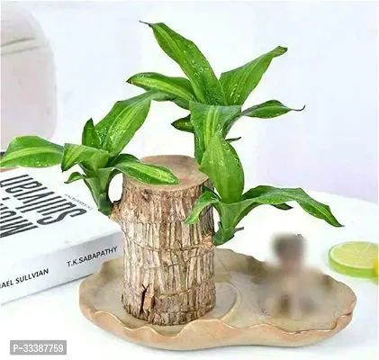 Brazil Bamboo Long Live Plant without Pot-thumb3