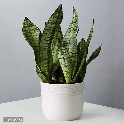 Platone Snake Plant kki91- Snake Plant-thumb0