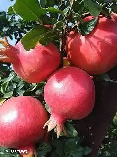 Platone Pomegranate Plant BEDANA PLANT TTR-thumb2