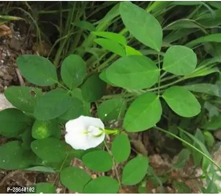 Platone Aparajita Butterfly Pea Plant white Aparajita flower-thumb2