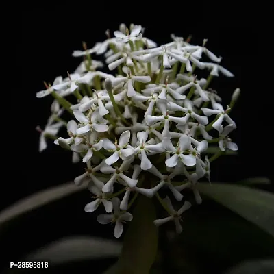 Platone Trothic IxoraChethi Plant Trothic Ixora Chethi White Plant Live Flower Disha-2020321