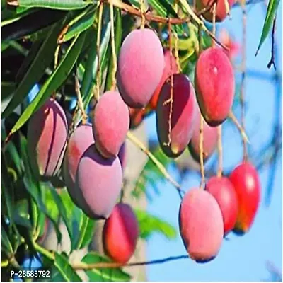 Platone Mango Plant Mango Plant A- b.p94-thumb0