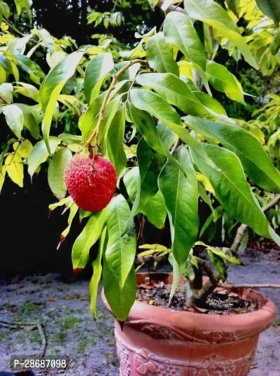 Platone Litchi Plant Indian Early Large Red Dwarf Grafted Sweet Tasty Hybrid Litchi Plant.