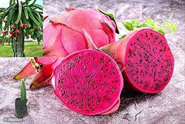 Platone Dragon Tree BHAJANLAL GREENERY Dragon Fruit Plant Red Flesh Live Plant (6 to 12 height)