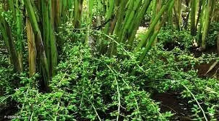 Platone ElaichiCardamom Plant ELAICHI PLANT UUU