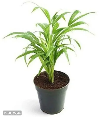 Platone Areca Palm Areca Plam-thumb0