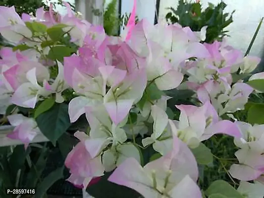 Platone Bougainvillea Plant E-GRDN_216-thumb0